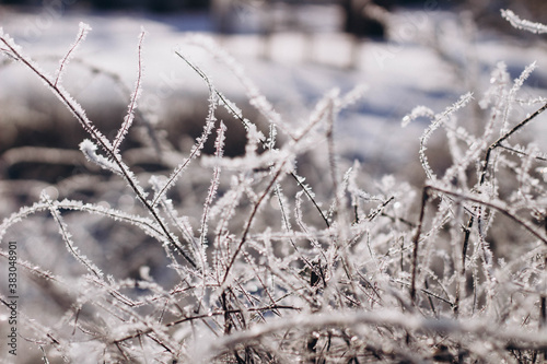 frost on grass © NATALIIA