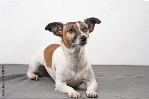 Brown, black and white older Jack Russell Terrier lies on a gray blanket