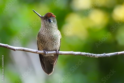 Green-backed Firecrown (Sephanoides sephaniodes)