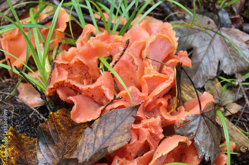 Rötlicher Gallattrichter GUEPINIA HELVELLOIDES photo
