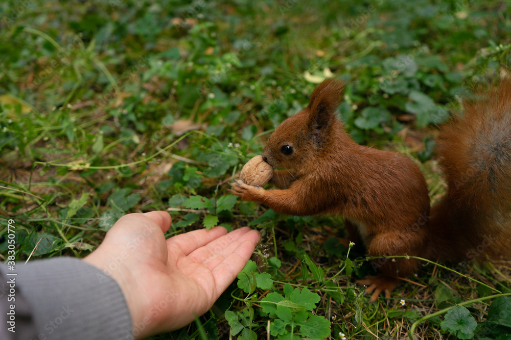 Fototapeta premium A squirrel eats a nut from a human hand in the autumn forest on the grass.