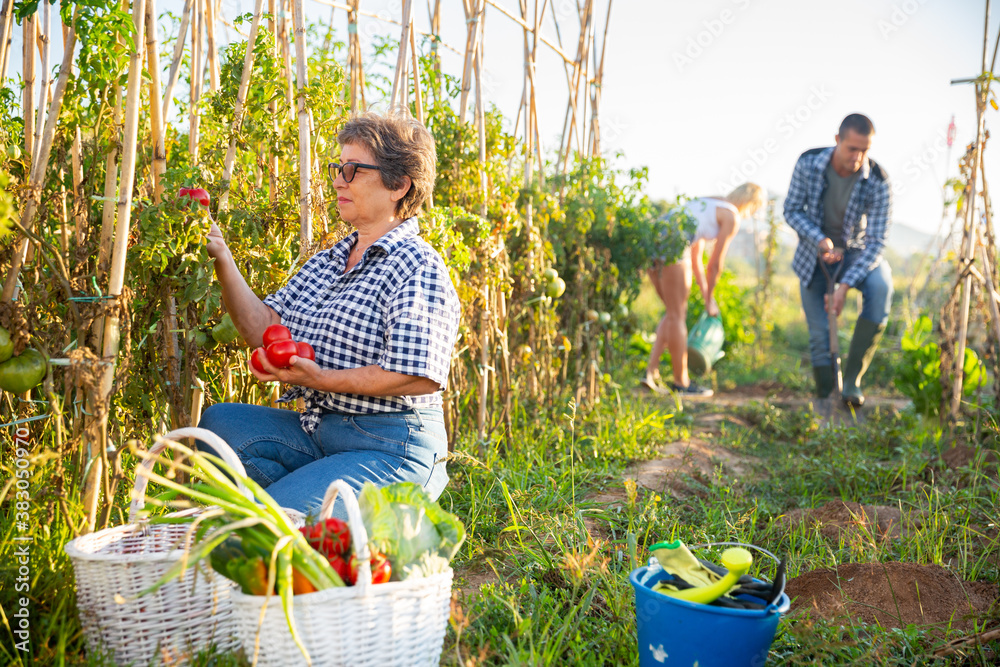 Obraz premium Elderly woman amateur gardener harvesting ripe tomatoes on her vegetable garden on sunny fall day