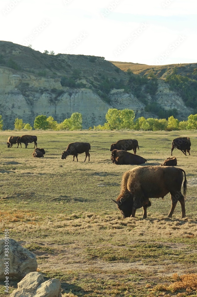View of wild bisons in the Theodore Roosevelt National Park in badlands in North Dakota, United States