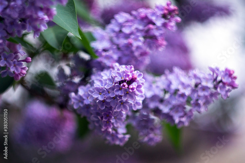 blooming lilac in drops of dew and rain