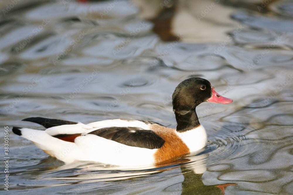 ツクシガモ Stock Photo Adobe Stock