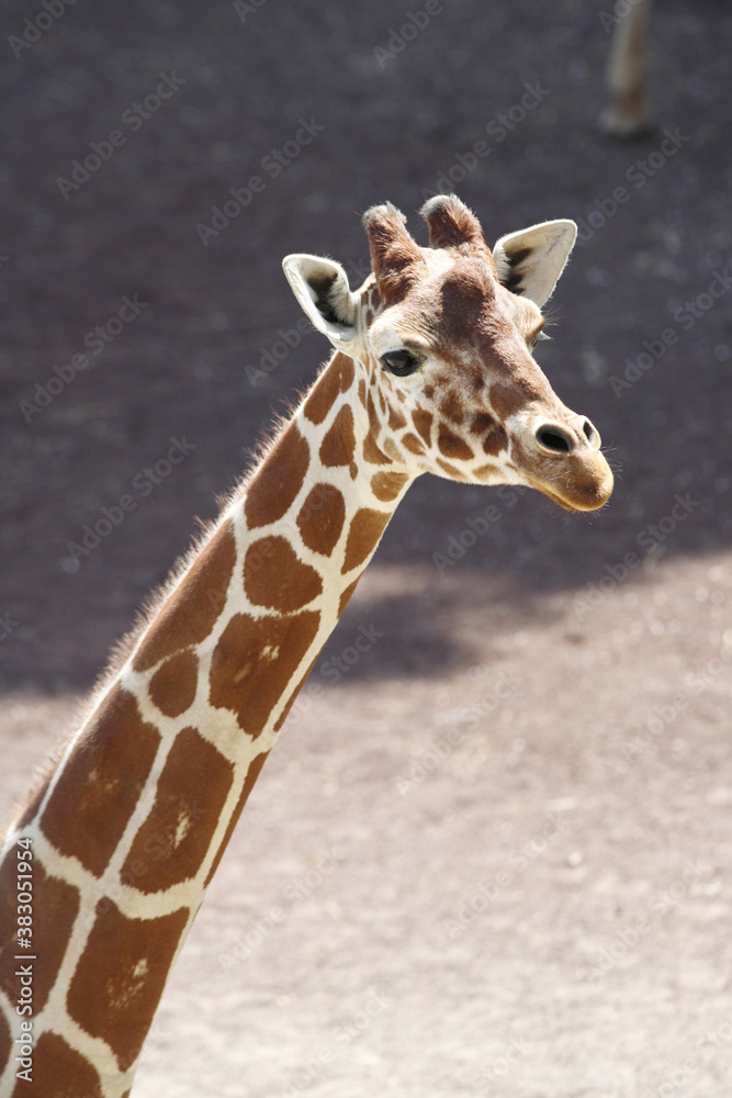 Naklejka premium アミメキリン