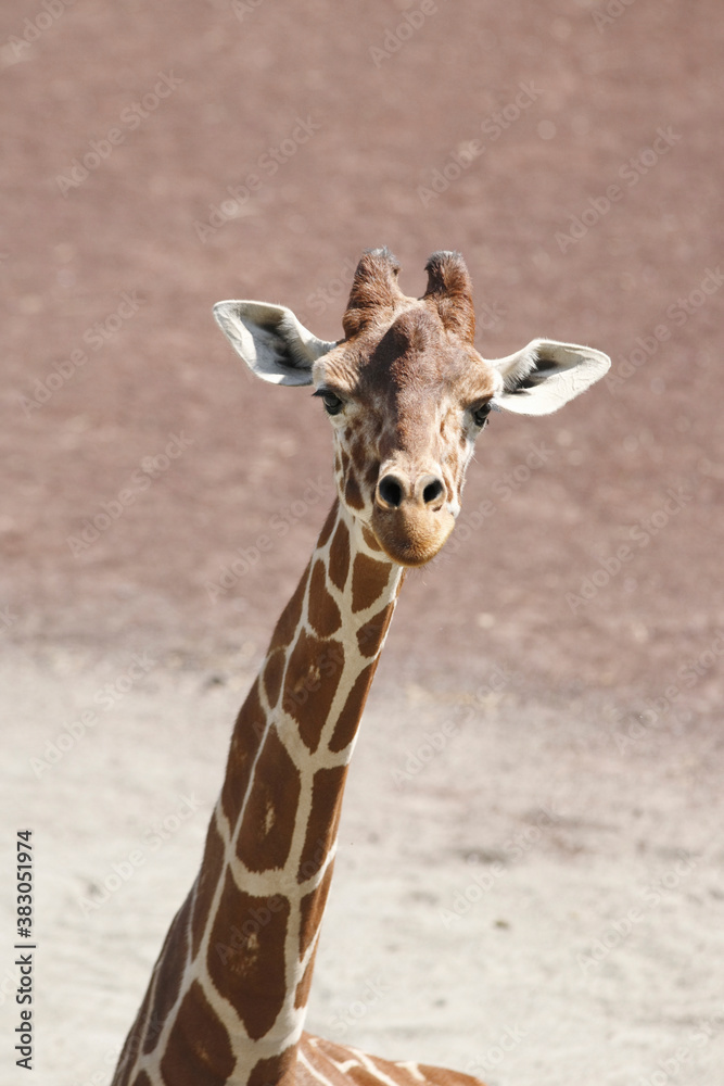 Naklejka premium アミメキリン