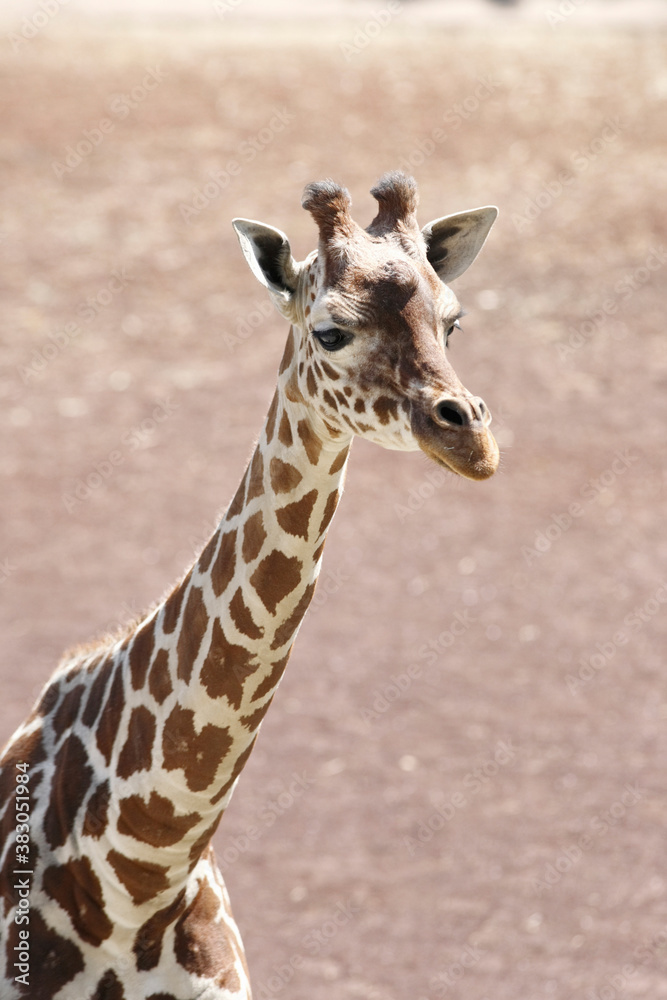 Obraz premium アミメキリン