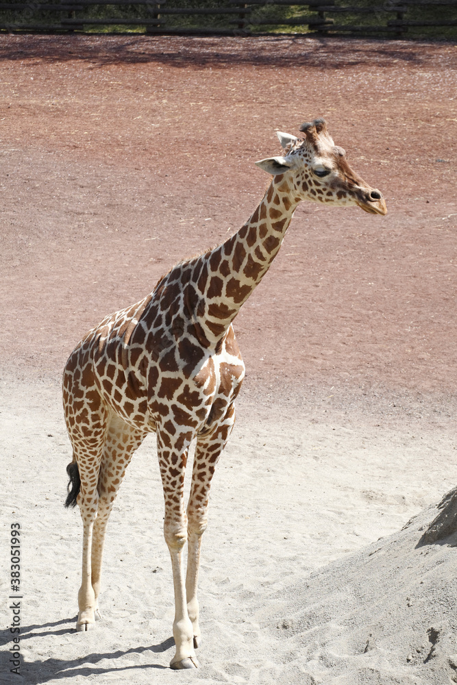 Obraz premium アミメキリン