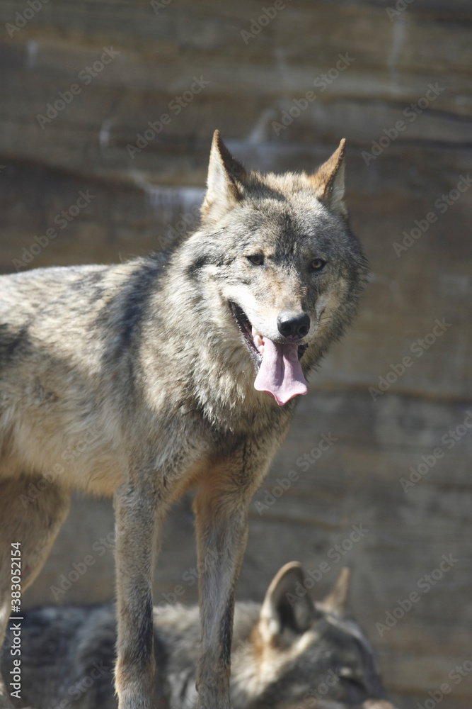 Obraz premium ヨーロッパオオカミ