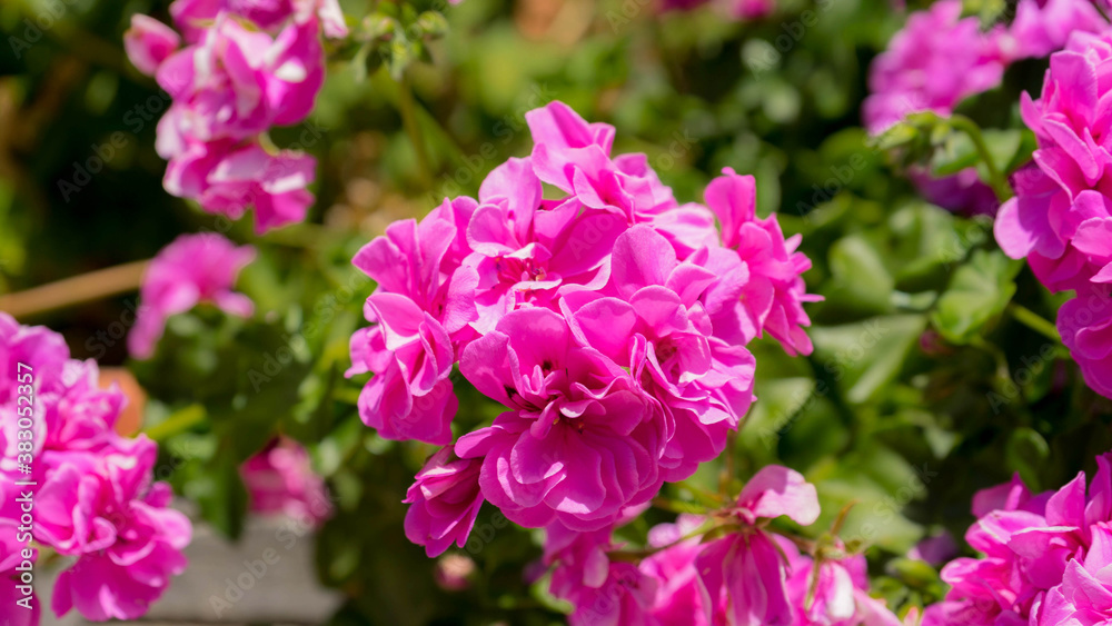 Peony plant, pink-purple flowers Peony plant, pink-purple flowers