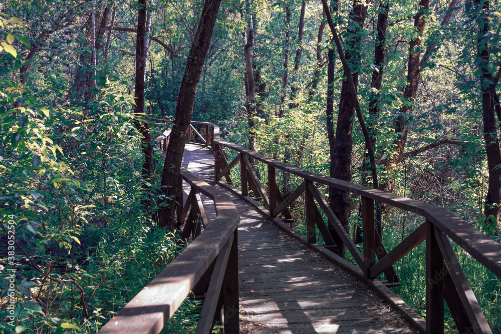 Beautiful walking trail or wooden footpath through the swamp in the forest