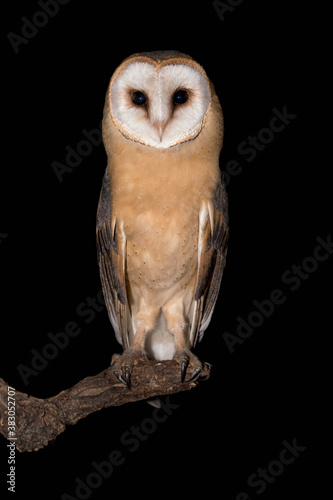 Barn owl in the dark (Tyto alba)