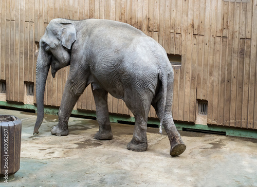 Asian elephant walks through the enclosure. Wooden walls in the background.