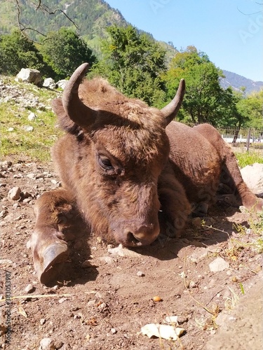 Bison cub lies on the ground. The scientific name is Bison bonasus caucasicus. In the background trees and a mountain.