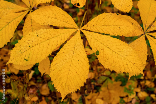 Autumn  the leaves of the chestnut tree turned yellow.