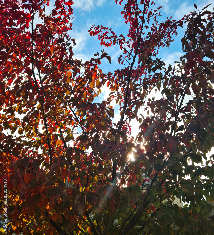 autumn leaves in the sun autumn leaves in the sun