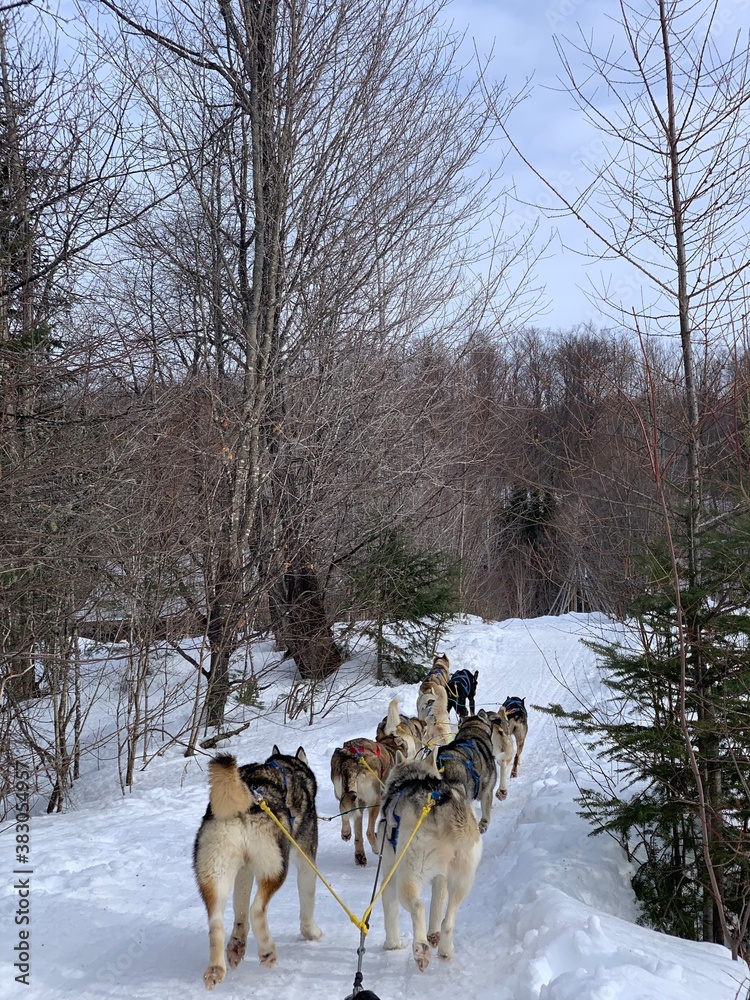 Laurentides, Quebec / Canada - February 27 2020: Husky of dog sledding in Laurentides, Kanatha Aki resort, Val-des-Lacs, Quebec, Canada Laurentides, Quebec / Canada - February 27 2020: Husky of dog sledding in Laurentides, Kanatha Aki resort, Val-des-Lacs, Quebec, Canada