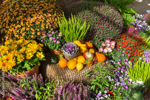Autumn composition of flowers and pumpkins.
