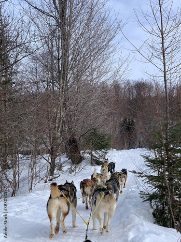 Laurentides, Quebec / Canada - February 27 2020: Husky of dog sledding in Laurentides, Kanatha Aki resort, Val-des-Lacs, Quebec, Canada