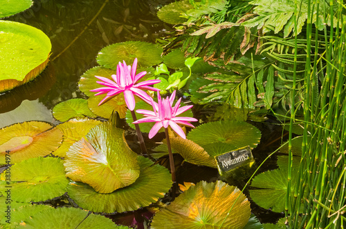 Blooming tropical waterlily 