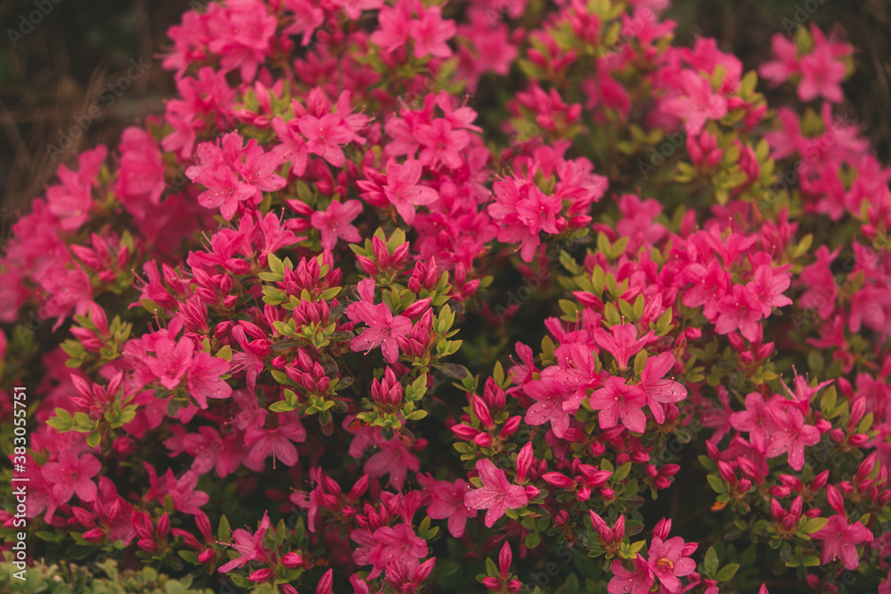 Pink red rhododendron bush with many beautiful flowers