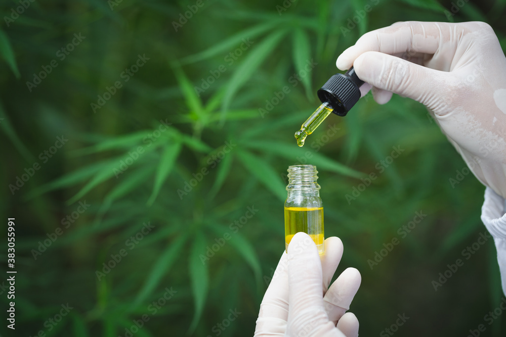 Scientist Analyzing and researching hemp oil extracts,  Concept of herbal alternative medicine, cbd hemp oil, pharmaceptical industry.