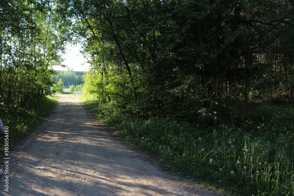 Fototapeta premium path in the forest