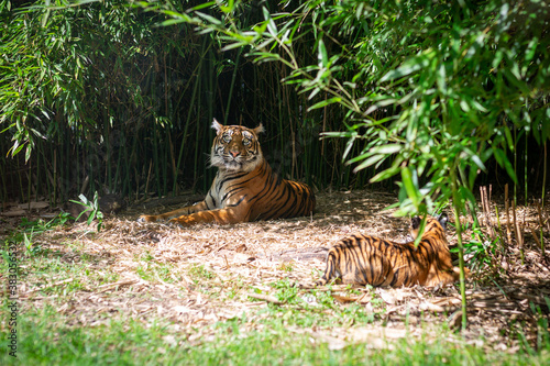 A tigress with a young tiger lying in the bushes
