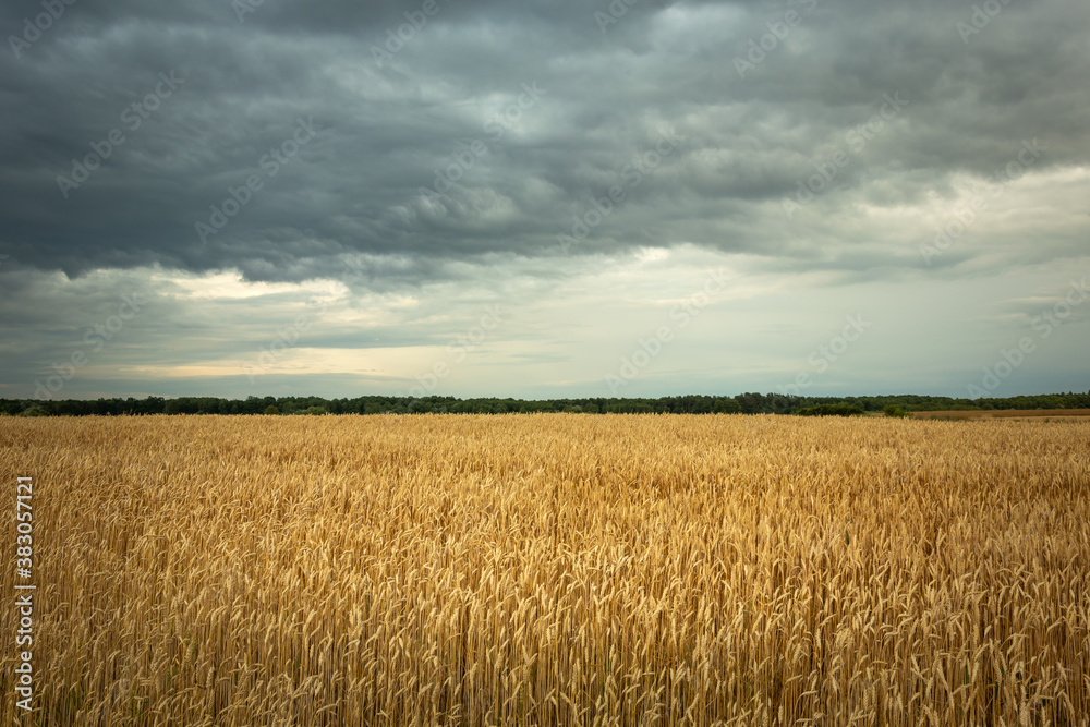 Golden field with grain and cloudy sky