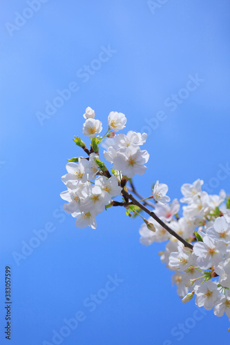 桜