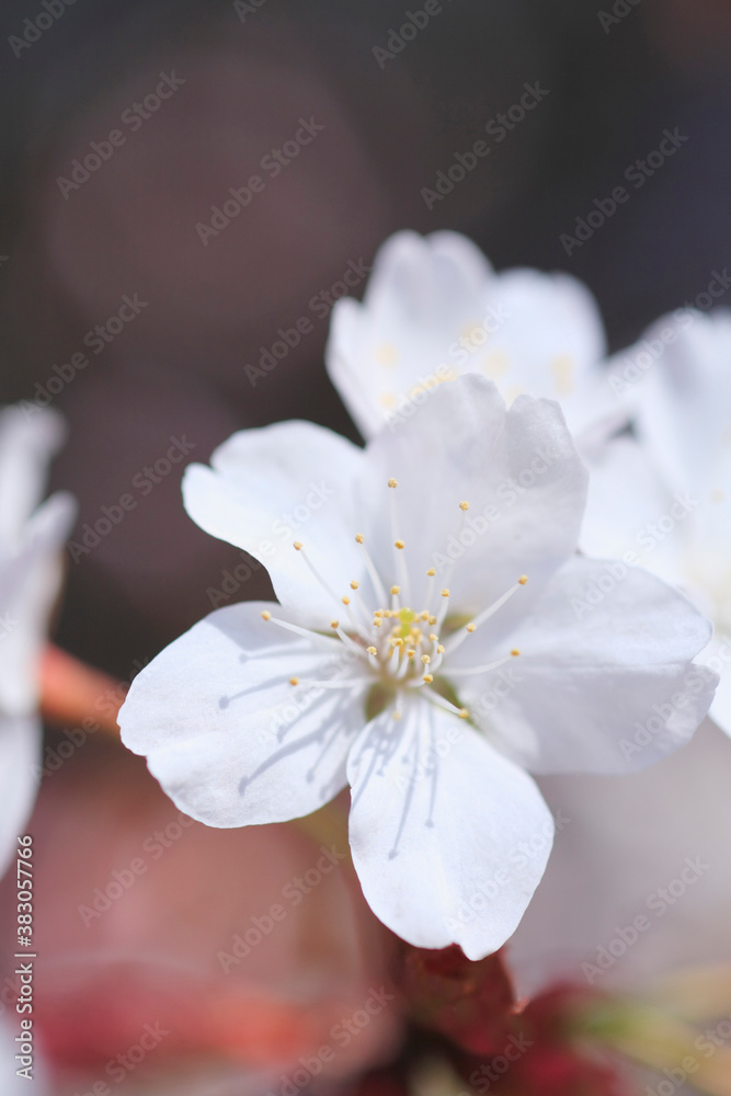 Fototapeta premium 桜