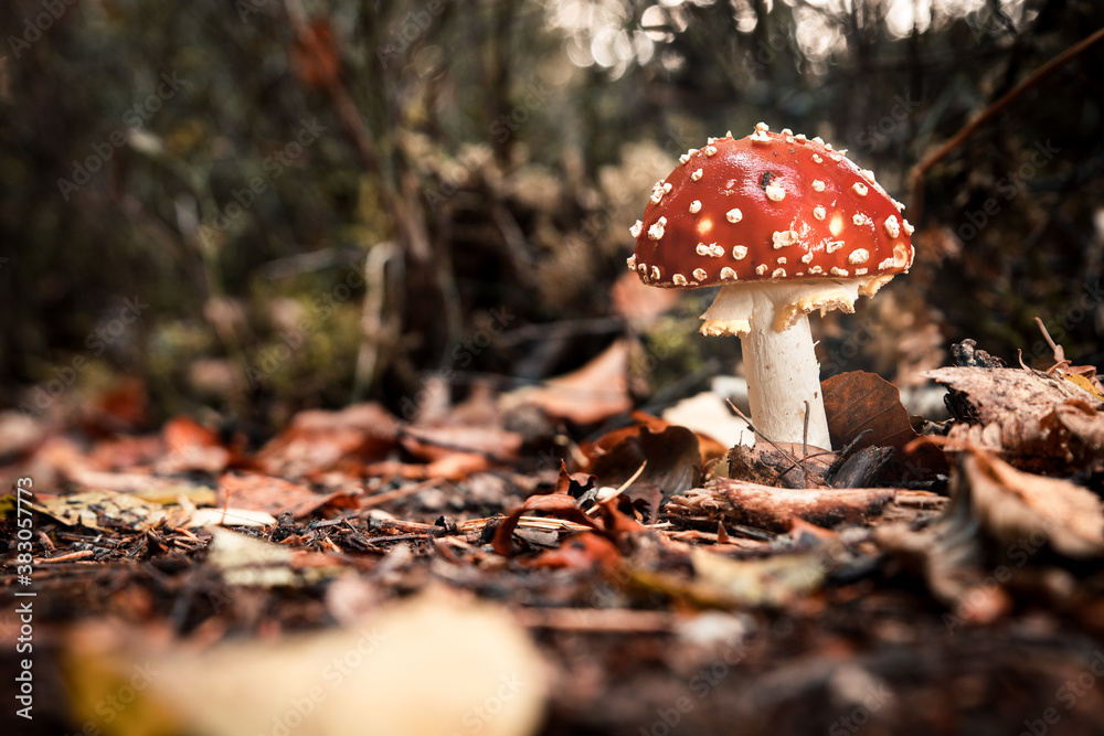 Fly agaric, Red mushroom / toadstool in the forest Fly agaric, Red mushroom / toadstool in the forest