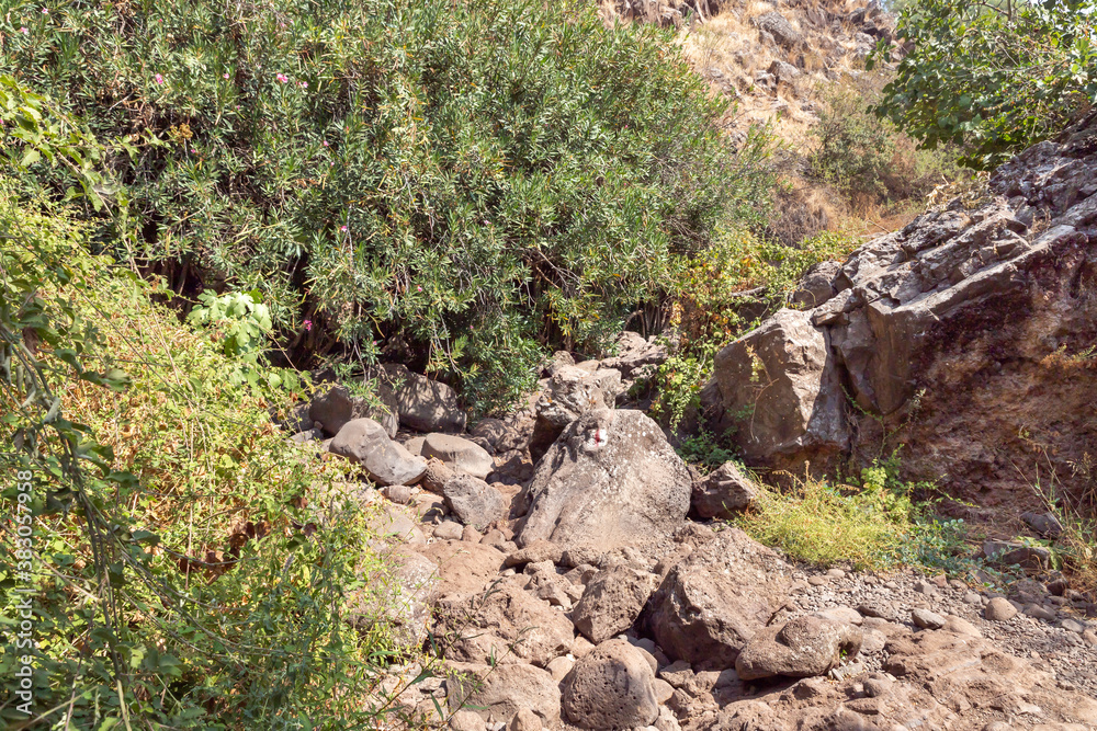 Hills overgrown with dry grass and small trees in the Golan Heights in northern Israel Hills overgrown with dry grass and small trees in the Golan Heights in northern Israel