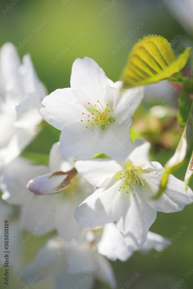 Fototapeta premium 桜