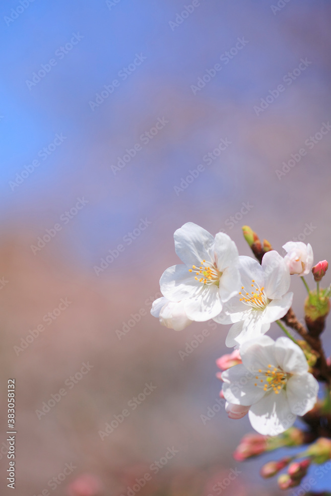 桜 桜