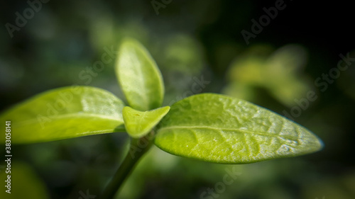 New life concept. Macro leaf background in spring