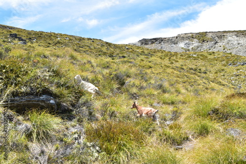 Goat in Queenstown, New Zealand