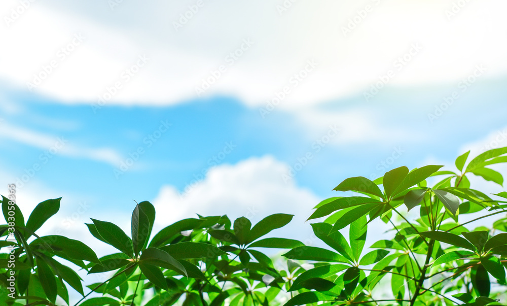 Green leaf  with blue sky and clouds, copy space