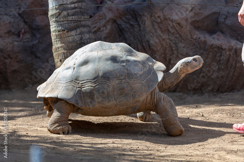 Galapagos tortoise crawling forward in the ground