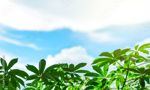 Green leaf  with blue sky and clouds  copy space