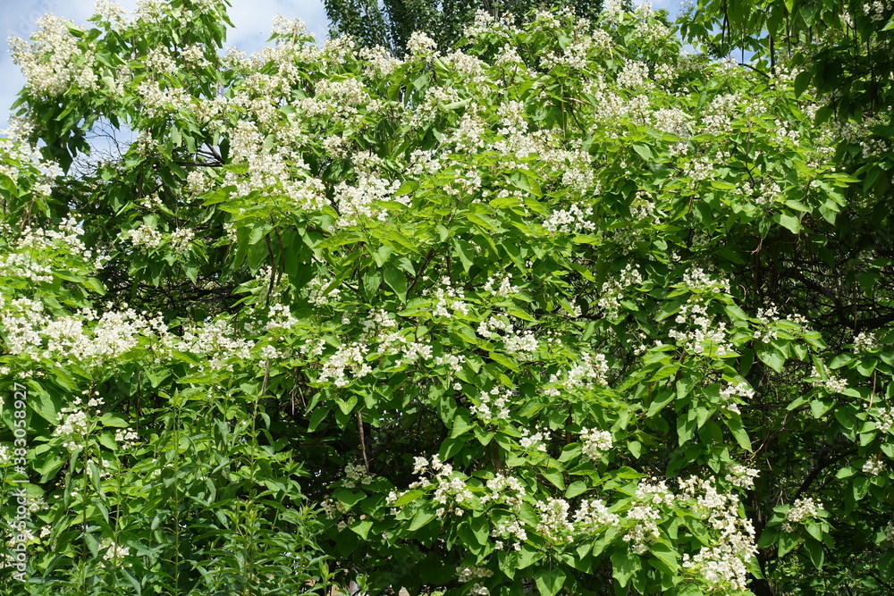 Plenty of white flowers in the leafage of catalpa tree in June Plenty of white flowers in the leafage of catalpa tree in June