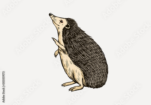 The hedgehog stands on its hind legs. Spiny forest animal. Prickly creature. Vector Engraved hand drawn Vintage sketch for label or poster.