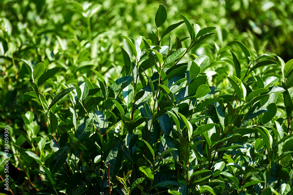 leaves of tea bushes on a plantation close-up on a blurred background leaves of tea bushes on a plantation close-up on a blurred background