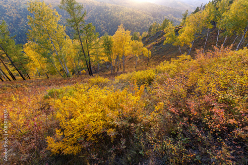 Autumn landscape in golden colors. Bright sunlight, yellow foliage, trees on the slopes of the mountain. Change of seasons, it's time to fall leaves. Beauty of nature.