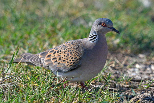 European turtle dove / Turteltaube (Streptopelia turtur)