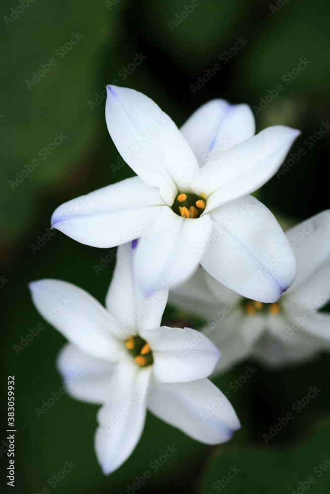 Obraz premium 白い花