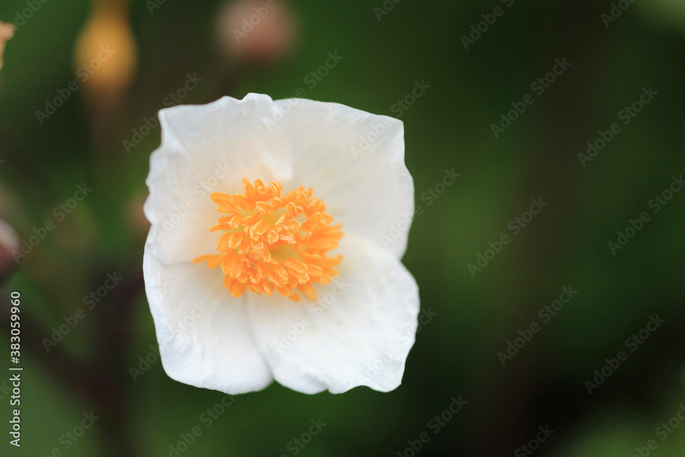 Obraz premium 白い花