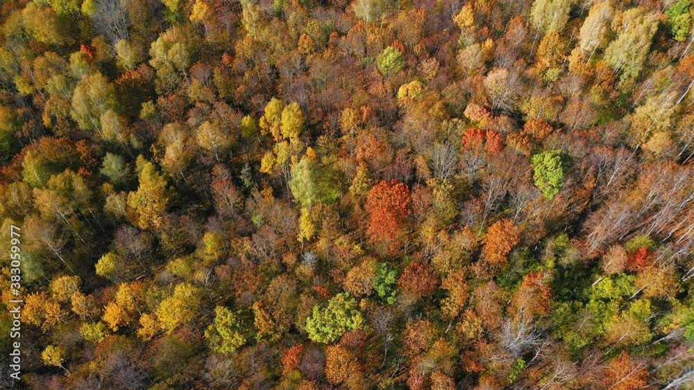 Aerial video of a flight over the tops of colorful trees in the autumn forest during leaf fall on a bright Sunny day Aerial video of a flight over the tops of colorful trees in the autumn forest during leaf fall on a bright Sunny day