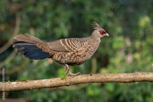 Wallpaper Mural Kalij pheasant walking across on a branch Torontodigital.ca